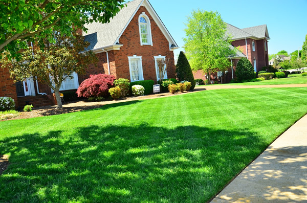 nicely landscaped yard and mowed lawn