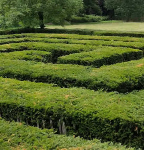 Labyrinth Hedge: Labyrinths Coming to Washington D.C. 