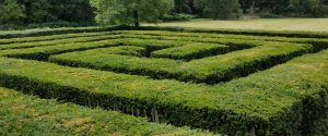 labyrinth hedge