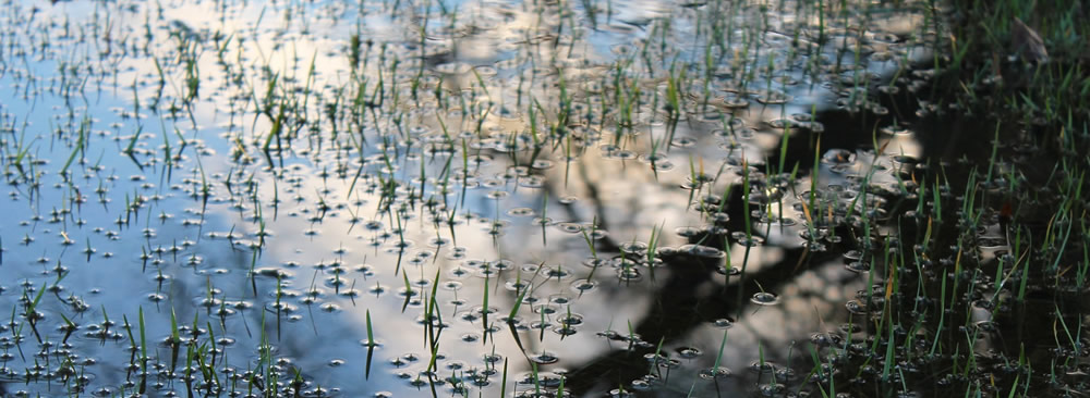 water saturated grass, puddle