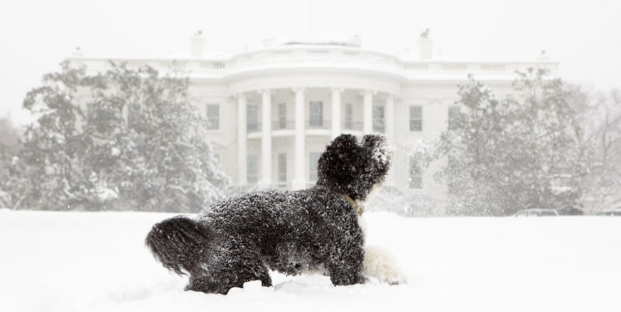 Bo Obama at White House in Snow Storm