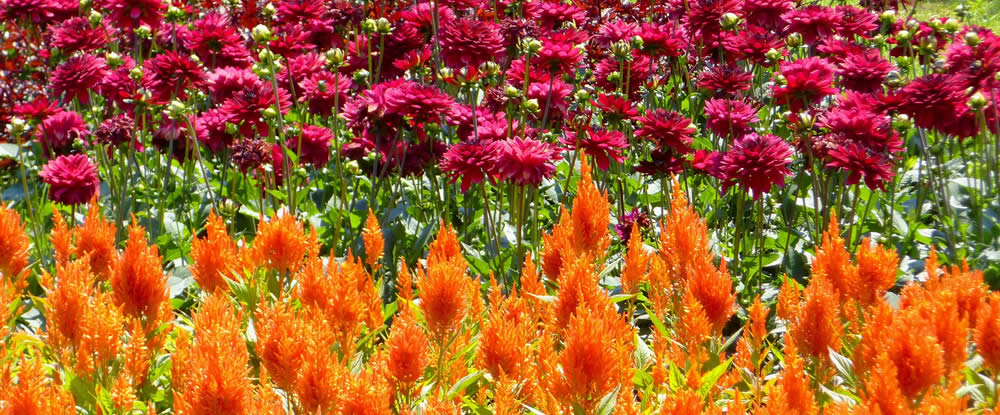Bethesda Gardens - Paprika Virag Flower Bed