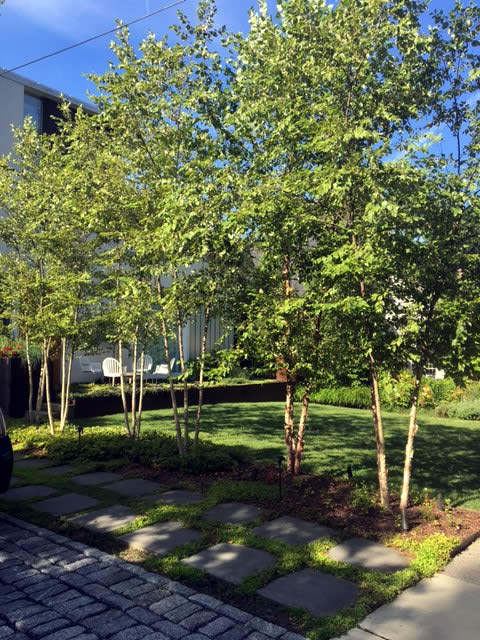 Chevy Chase Garden Landscaping Project by Rasevic Landscape Company in Bethesda, MD