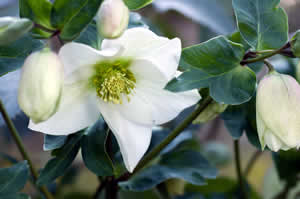 winter landscape - Christmas Rose flower