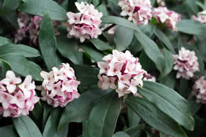 winter landscape - Daphne flower