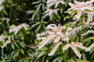 winter landscape - Lily of the Valley Bush