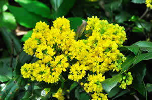 winter landscape - Mahonia flower