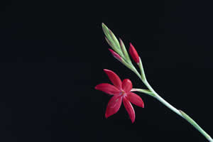 winter landscape - Red River Lily Flower