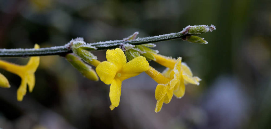 winter landscape - winter jasmine flower covered in frost