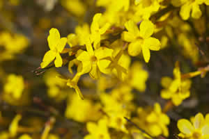 winter landscape - Winter Jasmine Flower