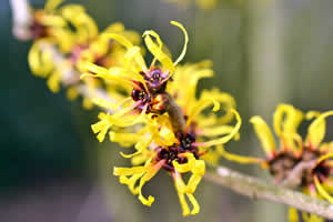 winter landscape - Witch Hazel Flower