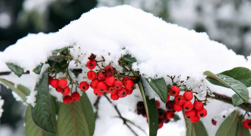 winter landscape-berries
