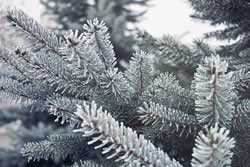 winter landscape-pine tree