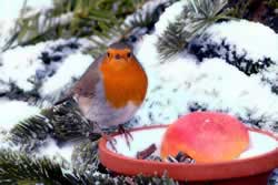 winter landscape-robin