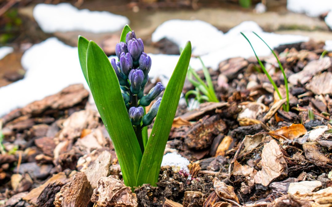 Spring Property Clean-Up Checklist