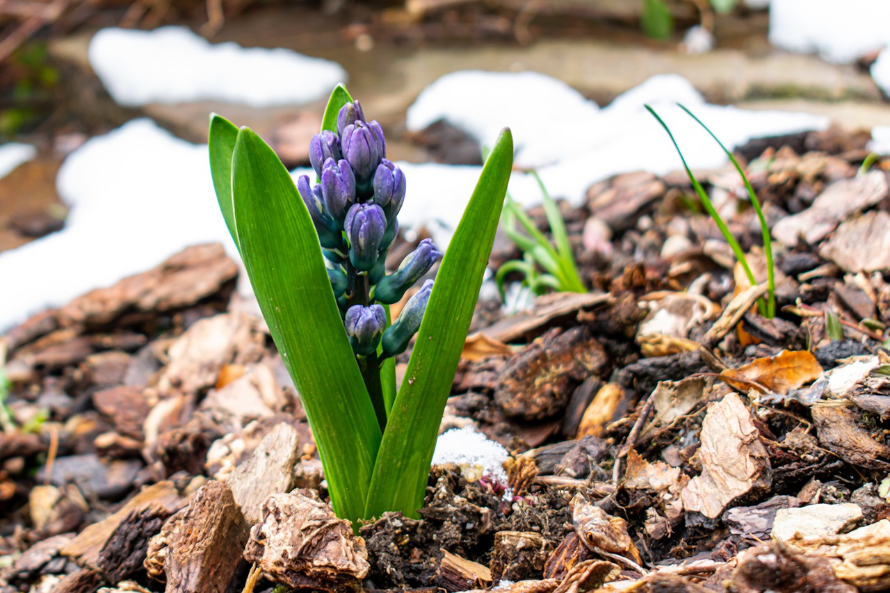spring hyacinth - spring clean up services