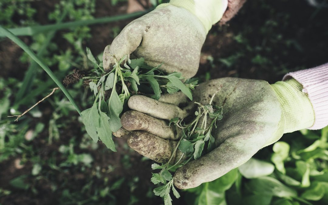 What to expect in a landscape project