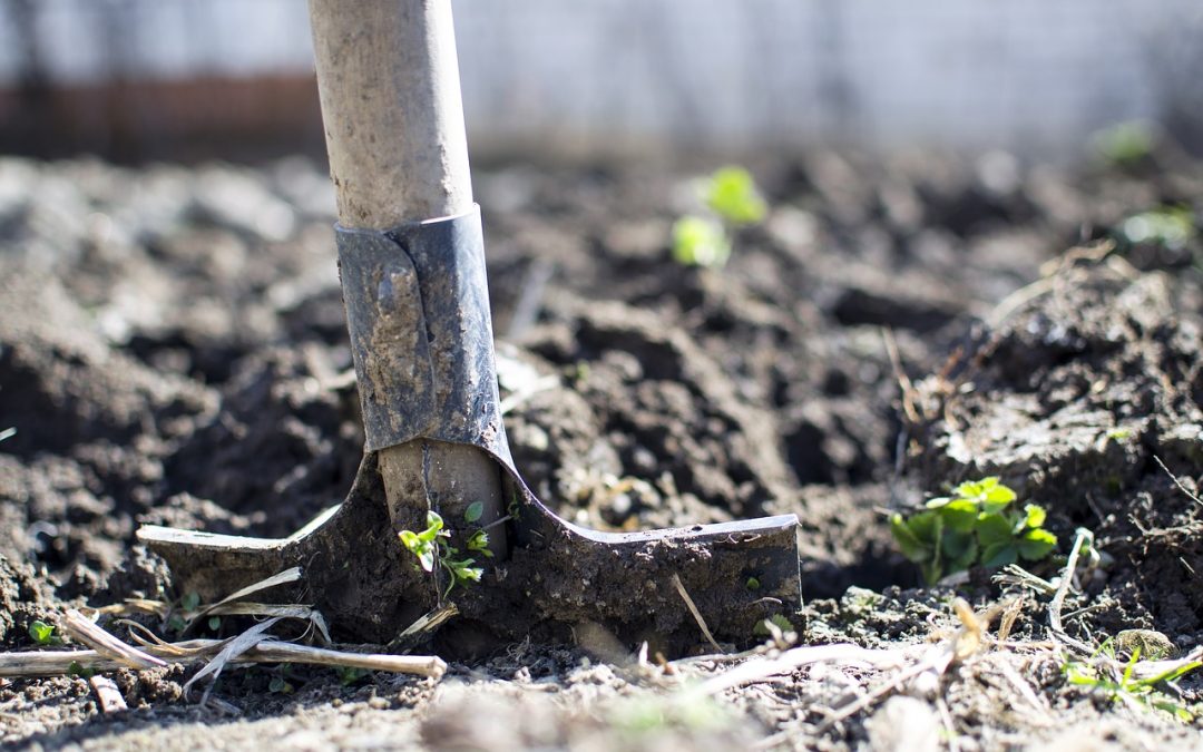 4 Things to Keep in Mind with Landscaping Maintenance