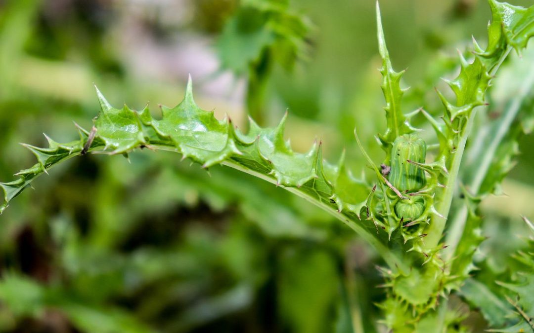 How to Reduce Weeds in Flower Beds