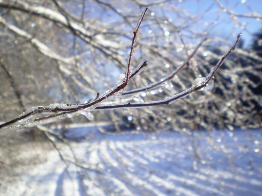 Icy branch - winter 2022-2023 forecast