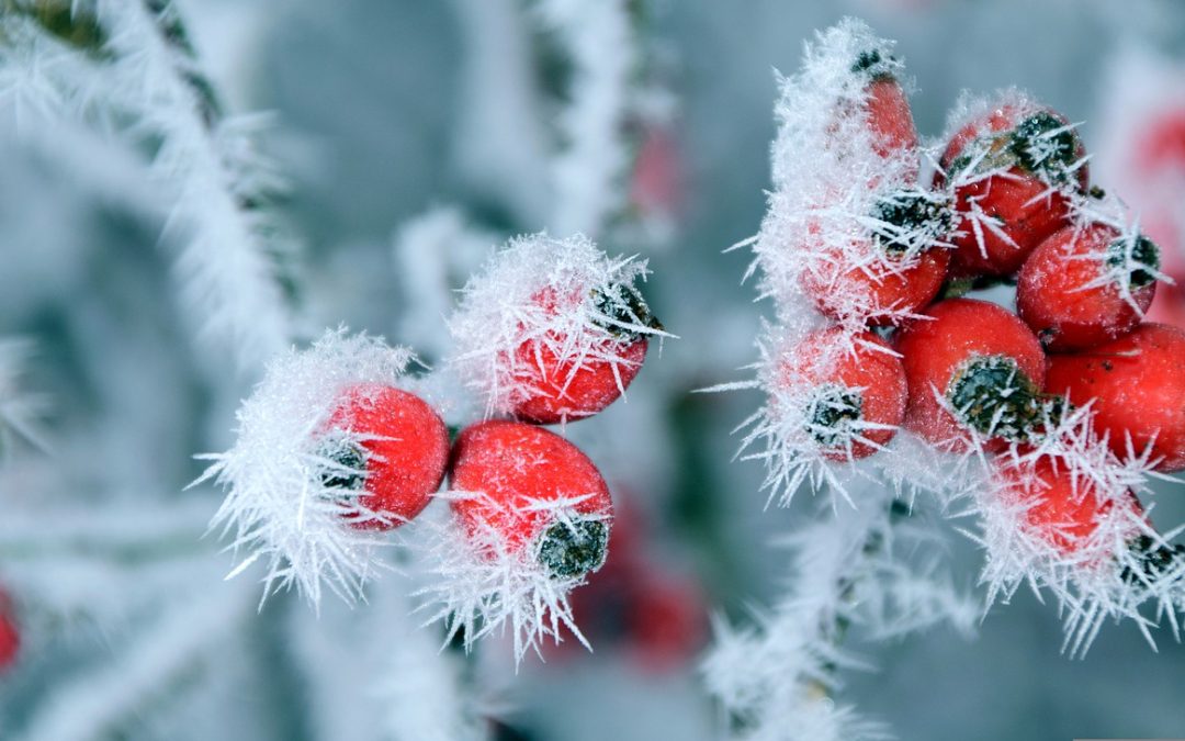 7 Ideas for Beautiful Winter Landscaping