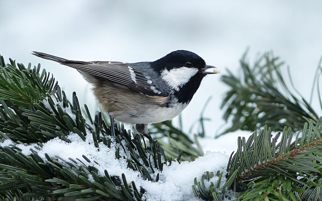 Best outdoor plants for winter landscaping