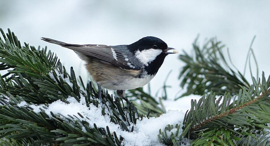 bird in winter landscaping evergreen