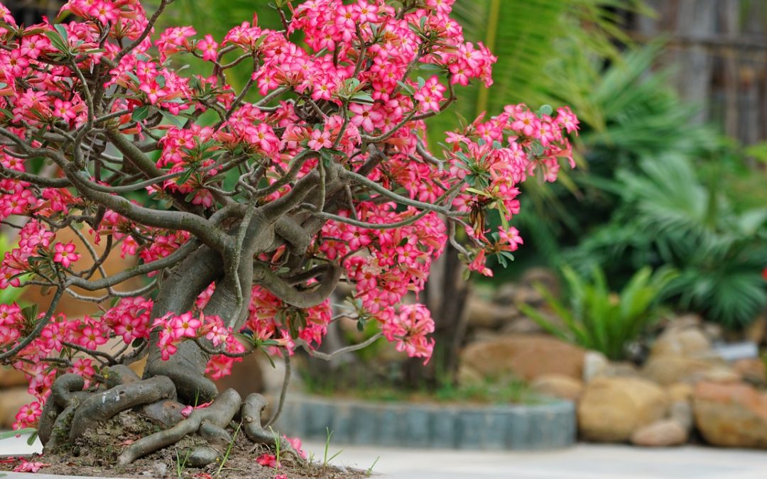 Tips for a small garden or landscape in Montgomery County