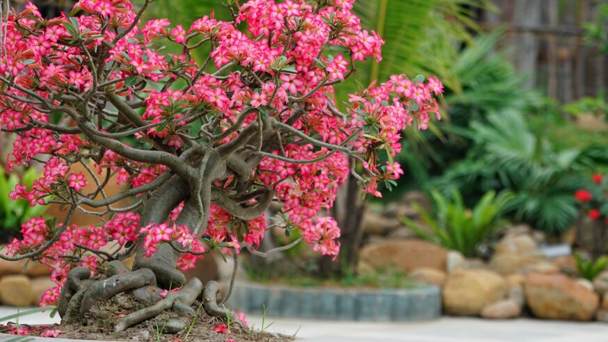 bonsai plant for small garden