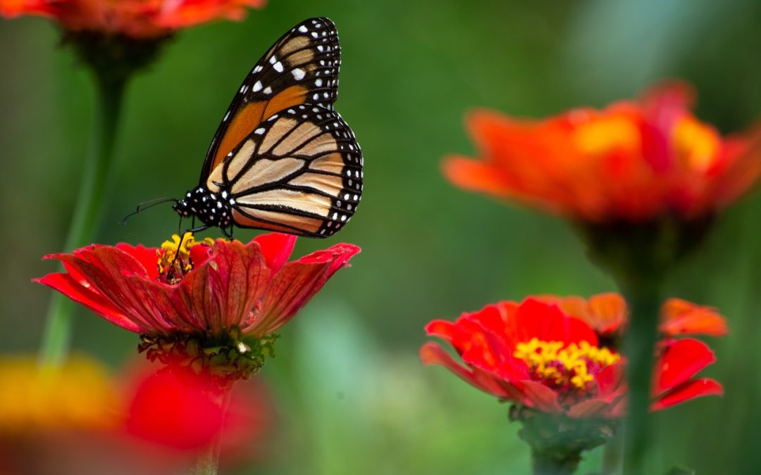 How to Create a Climate-Proof Resilient Garden