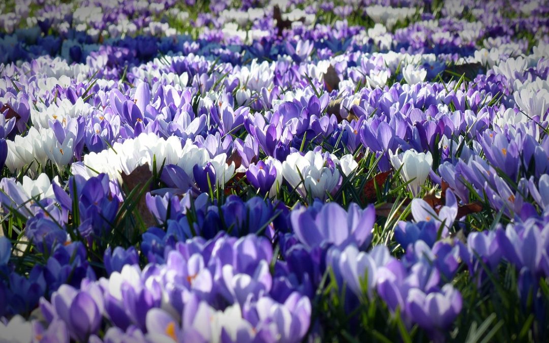Mid-Atlantic Region Spring Gardening Tips