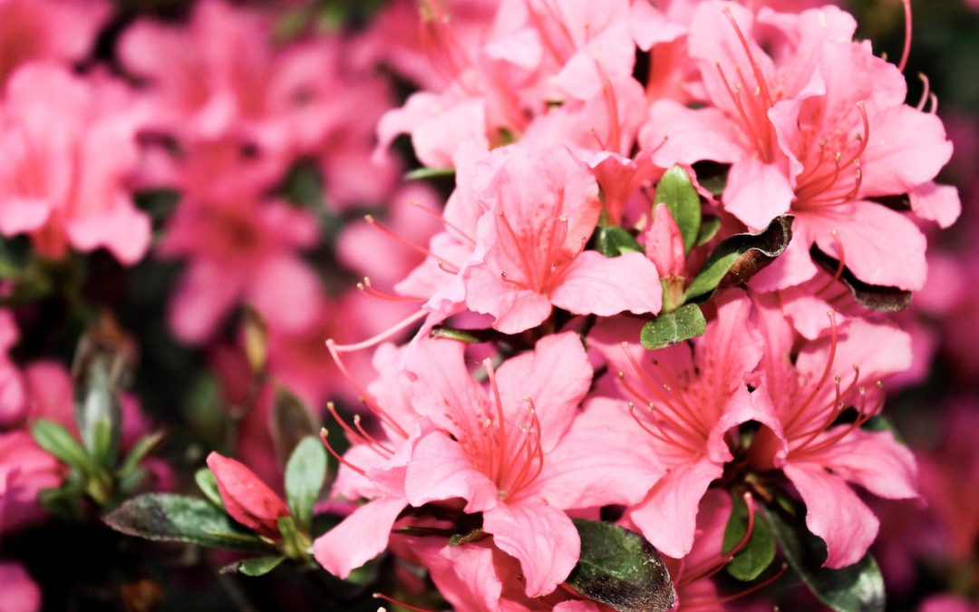 Best Spring Flowers & Bushes to Plant in Washington DC