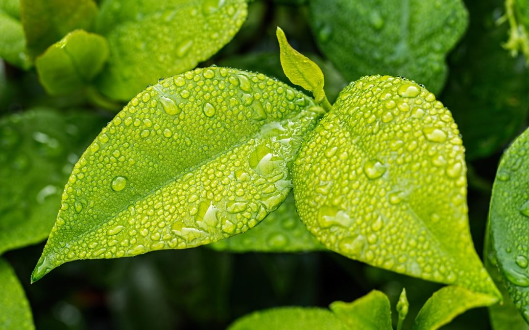 Mid-Summer Gardening: A Guide to Keeping Plants Healthy in Maryland