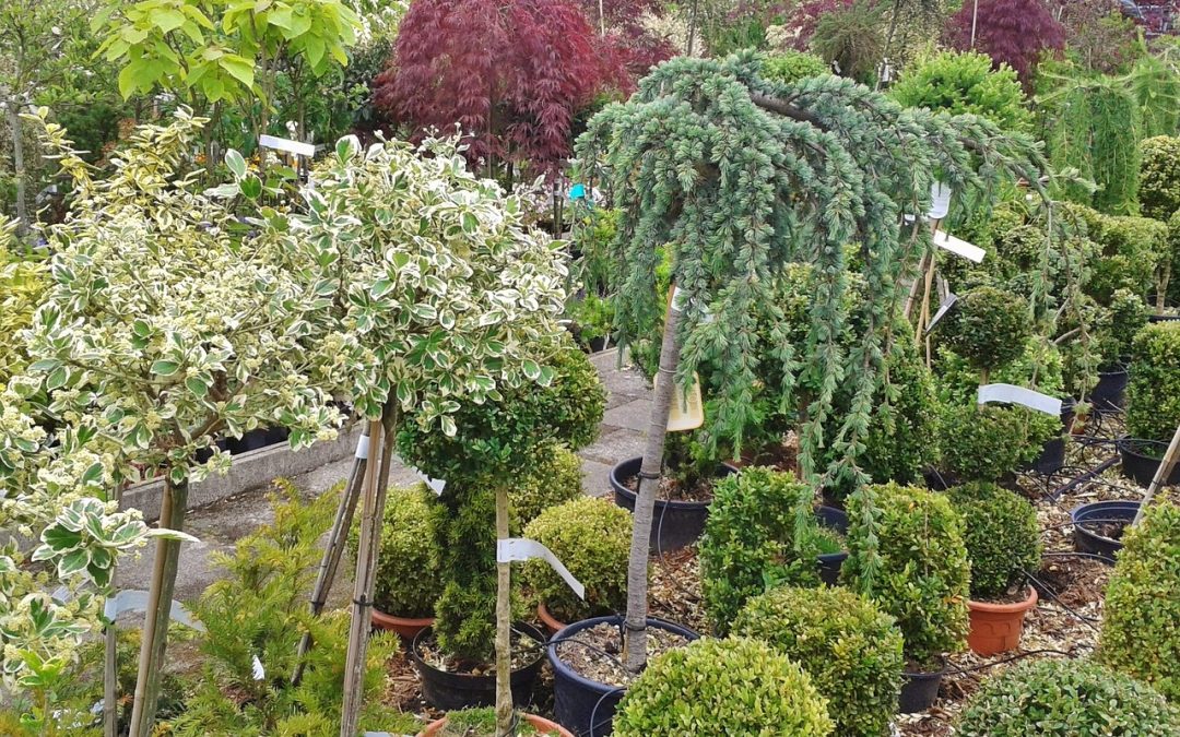 The Ultimate Guide to Planting and Caring for Trees in Maryland