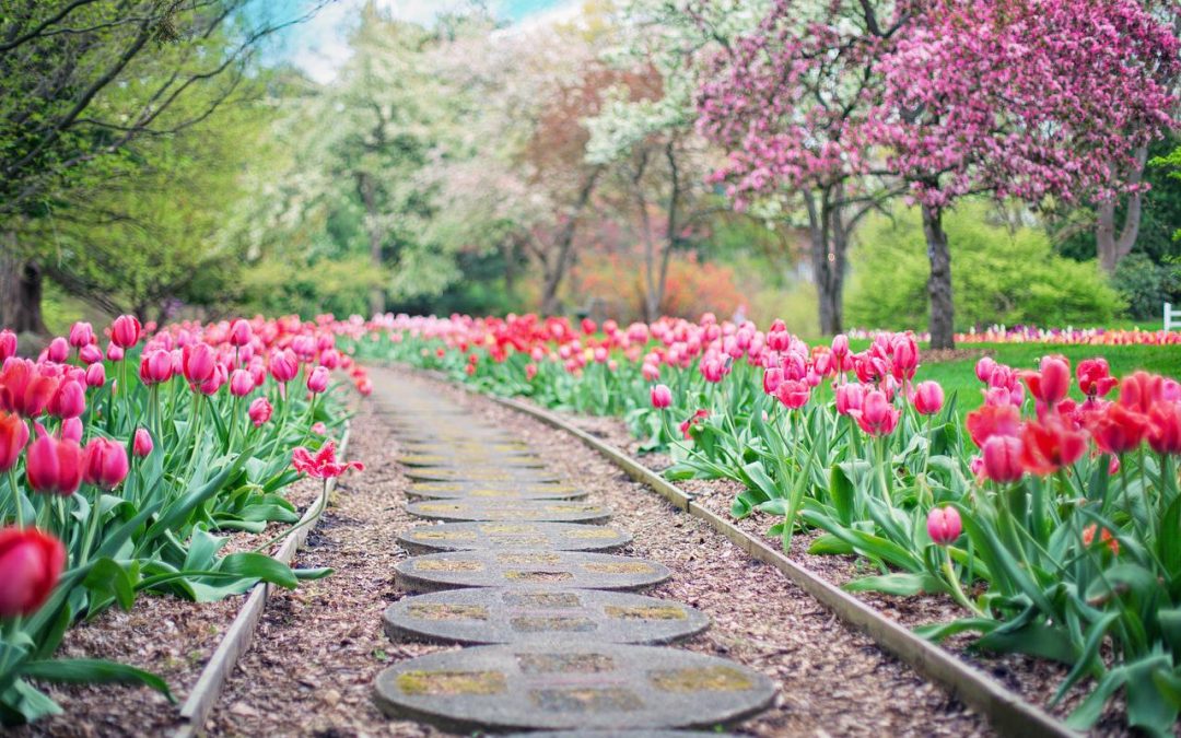 Landscaping Services & Trends Shaping Maryland & Washington DC