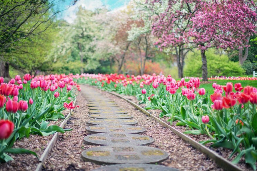 Landscaping on Tulip Pathway