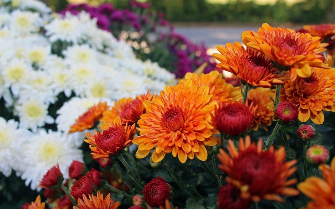 Commercial Fall Landscaping Trends in Maryland and Washington DC