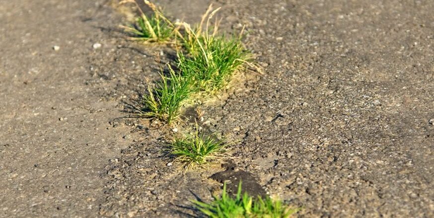 Cracked Road with Grass