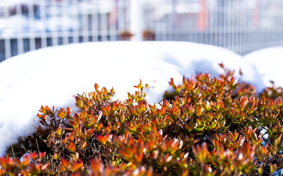 Transitioning from Winter to Spring in the Mid-Atlantic Region